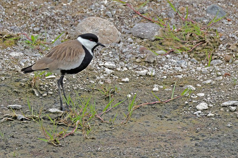 Spur-winged Plover (Vanellus spinosus)