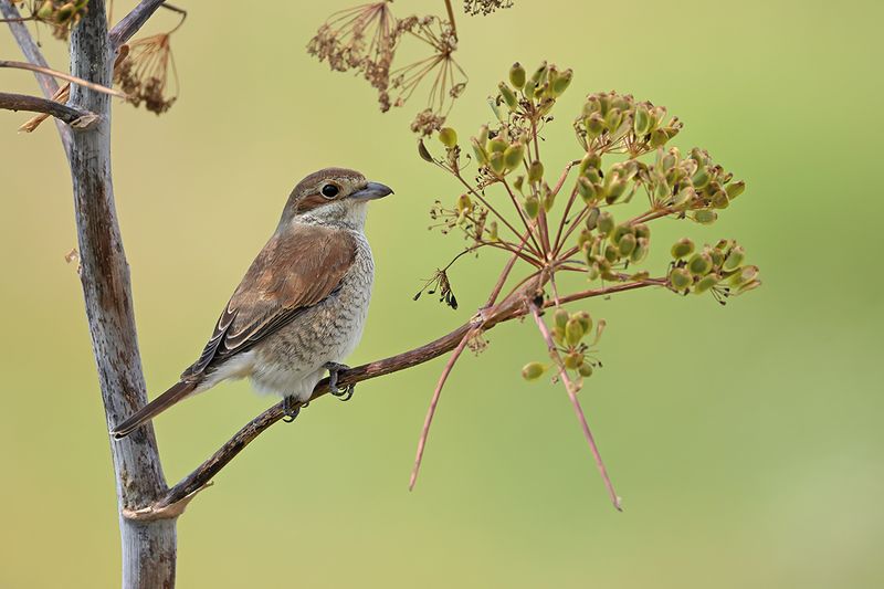 Red-backed Shrike (Lanius collurio)