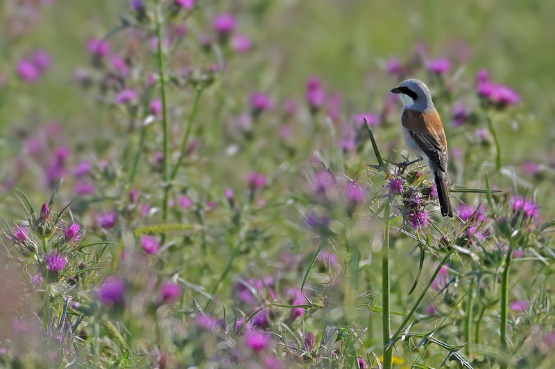 Red-backed Shrike (Lanius collurio)
