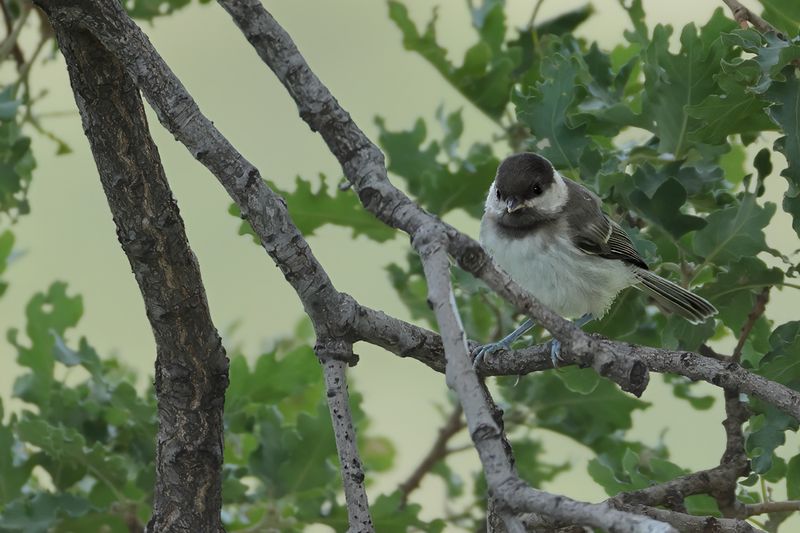 Sombre Tit (Poecile lugubris)