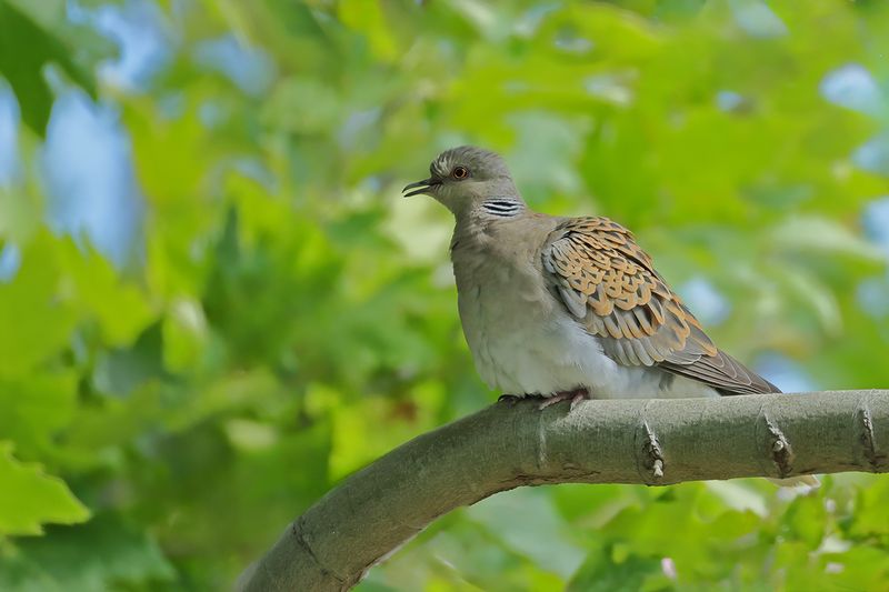 European Turtle Dove (Streptopelia turtur)