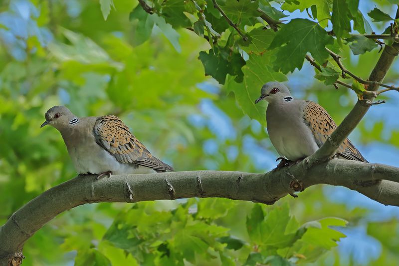 European Turtle Dove (Streptopelia turtur)