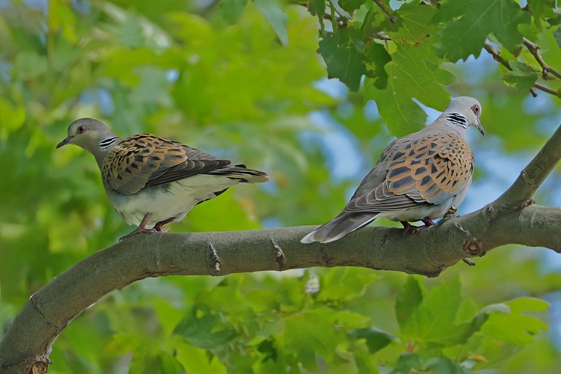 European Turtle Dove (Streptopelia turtur)