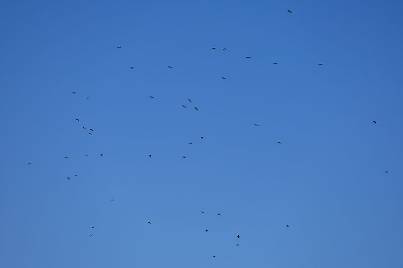 Northern Raven (Corvus corax)