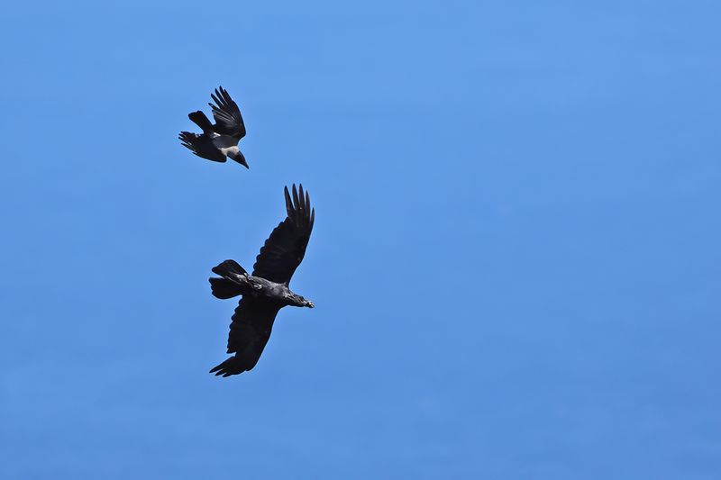 Northern Raven (Corvus corax)