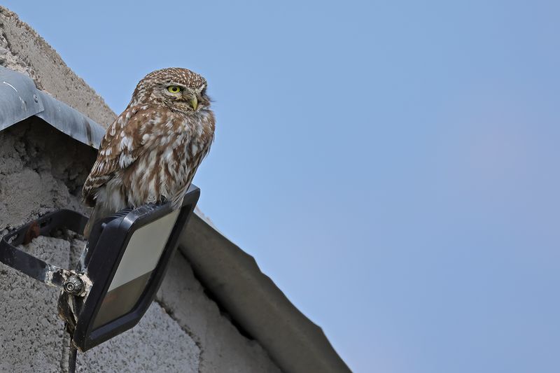 Little Owl (Athene noctua)