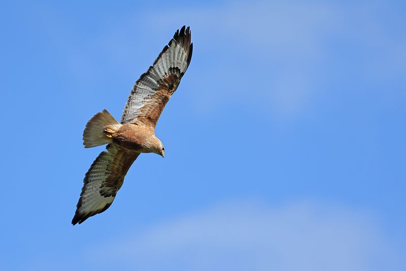 Long-legged Buzzard (Buteo rufinus)