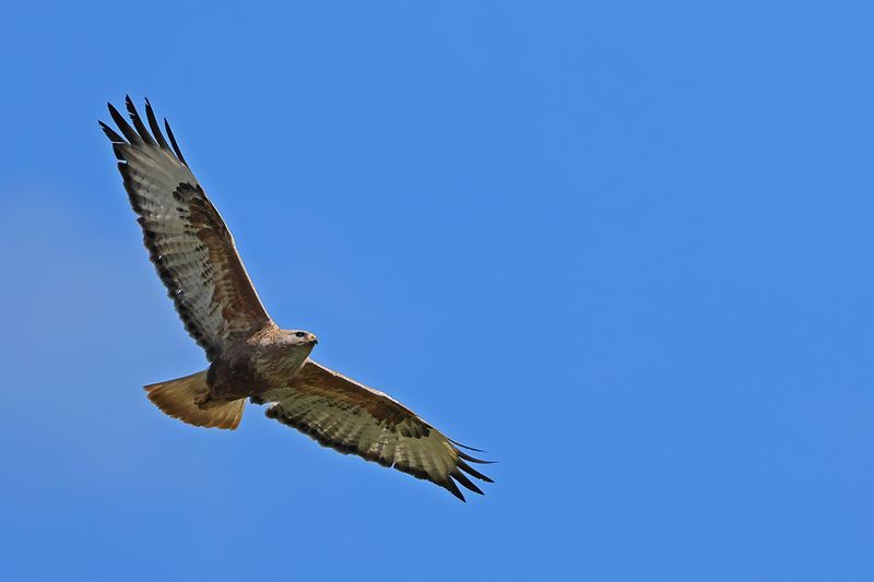 Long-legged Buzzard (Buteo rufinus)