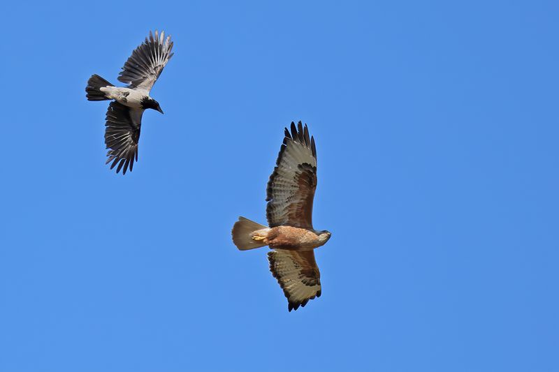 Long-legged Buzzard (Buteo rufinus)