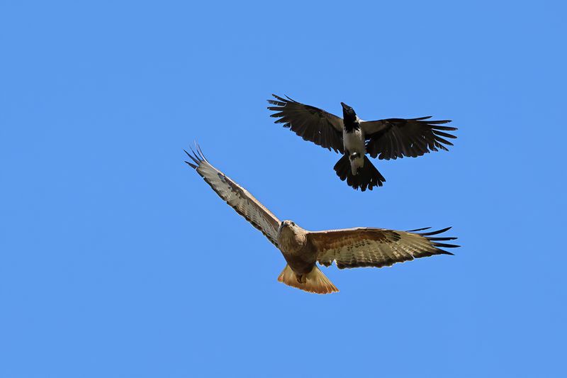 Long-legged Buzzard (Buteo rufinus)