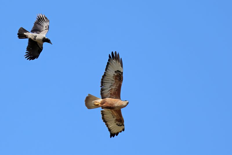 Long-legged Buzzard (Buteo rufinus)