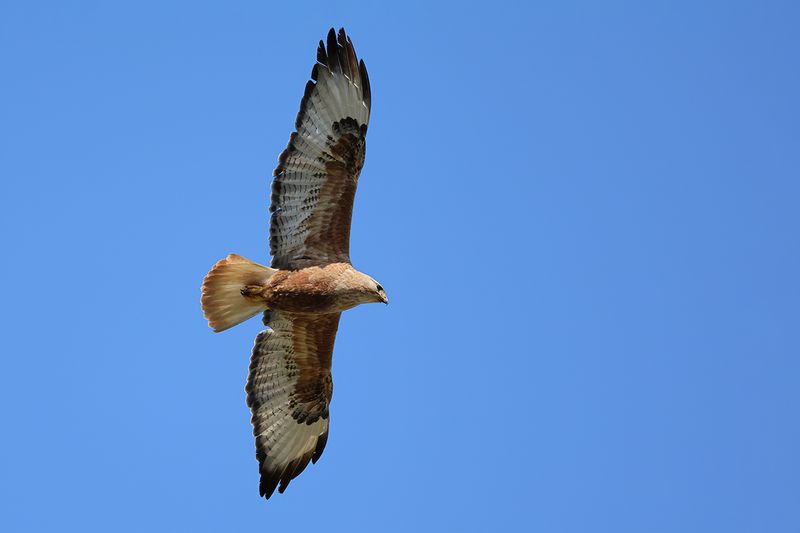 Long-legged Buzzard (Buteo rufinus)