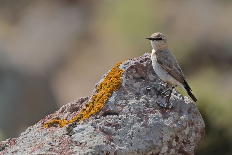 Isabelline Wheatear (Oenanthe isabellina)