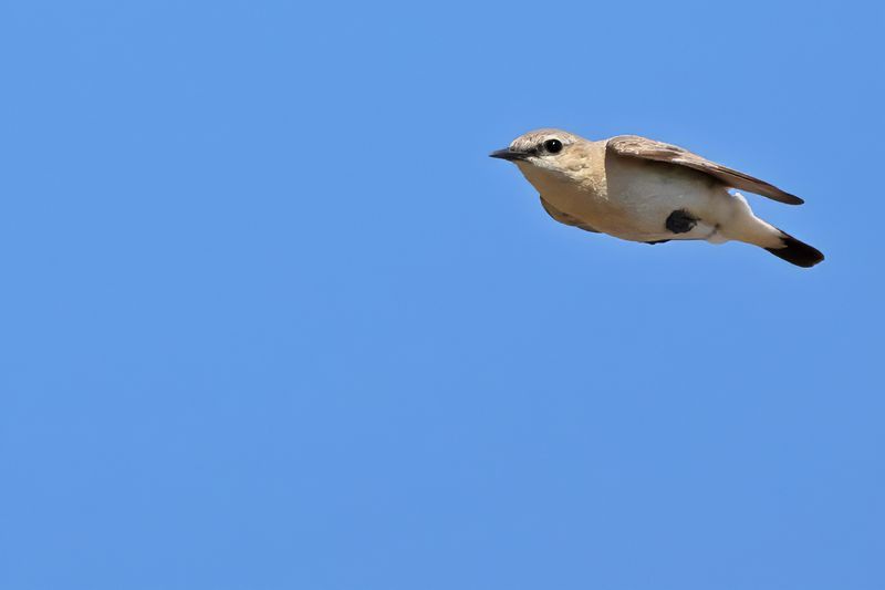 Isabelline Wheatear (Oenanthe isabellina)
