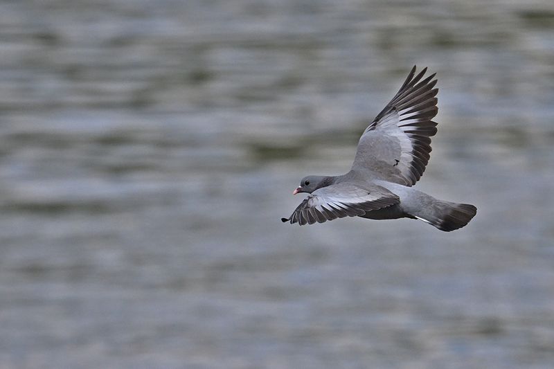 Stock Dove (Columba oenas)