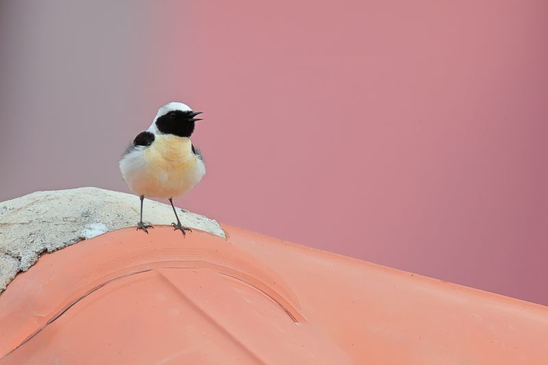 Eastern Black-eared Wheatear (Oenanthe melanoleuca)