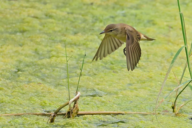 Great Reed Warbler (Acrocephalus arundinaceus)