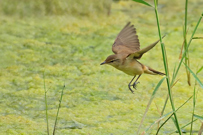 Great Reed Warbler (Acrocephalus arundinaceus)