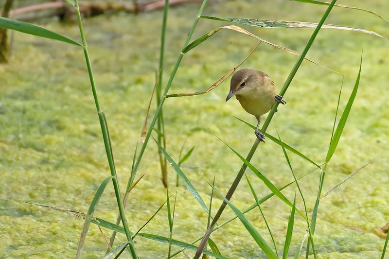 Great Reed Warbler (Acrocephalus arundinaceus)
