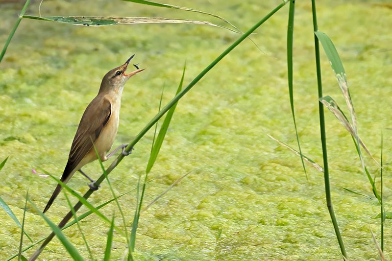 Great Reed Warbler (Acrocephalus arundinaceus)
