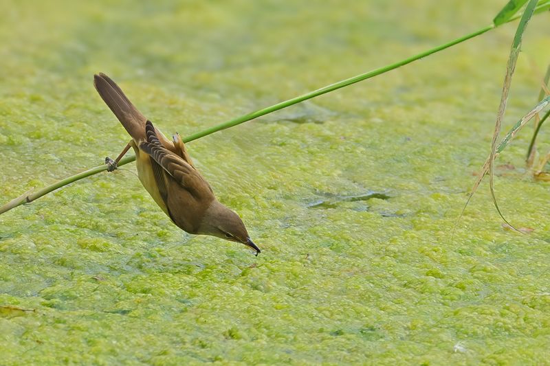 Great Reed Warbler (Acrocephalus arundinaceus)
