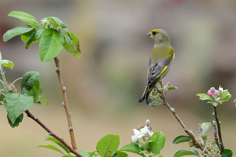 Greenfinch (Carduelis chloris)