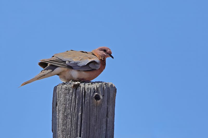 Laughing Dove (Spilopelia senegalensis)