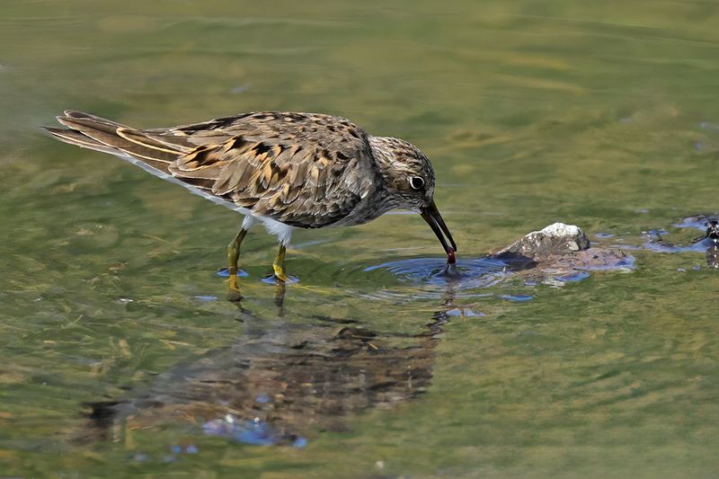 Temminck's Stint (Calidris temminckii)
