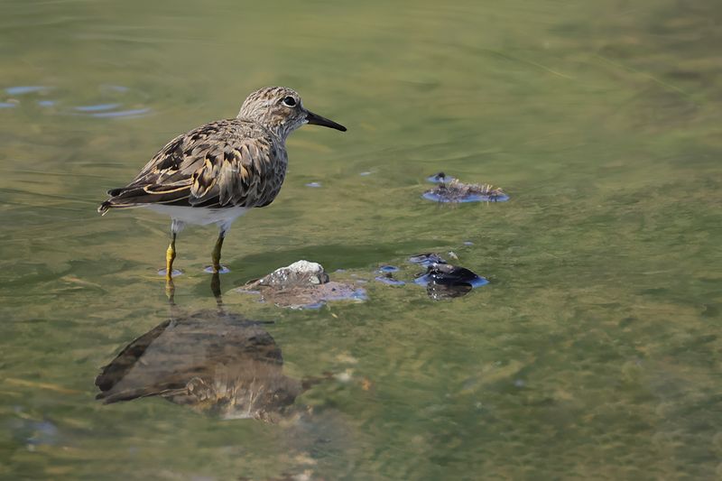 Temminck's Stint (Calidris temminckii)
