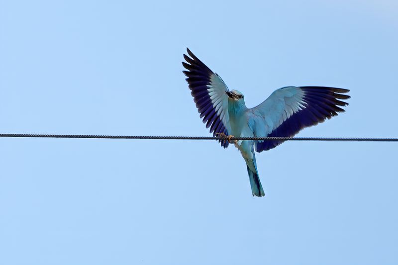 European Roller (Coracias garrulus)
