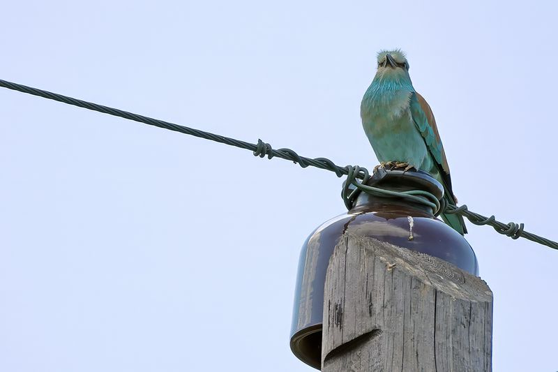 European Roller (Coracias garrulus)