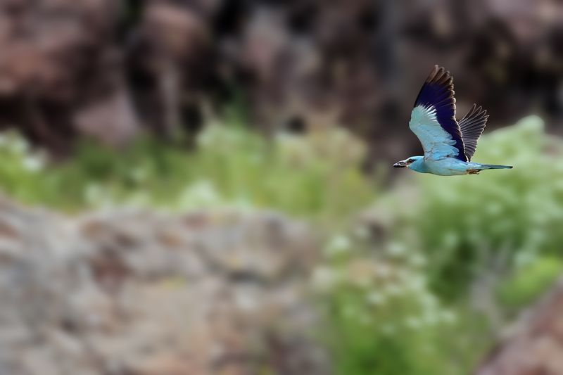 European Roller (Coracias garrulus)