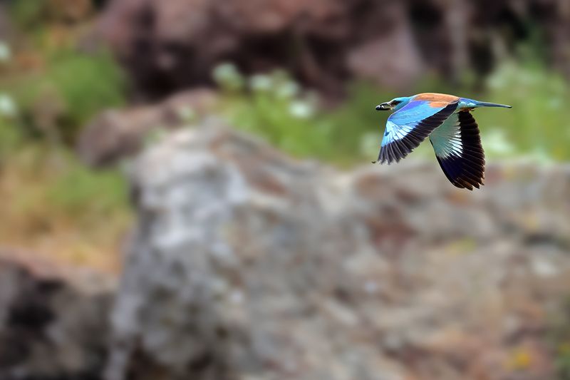 European Roller (Coracias garrulus)