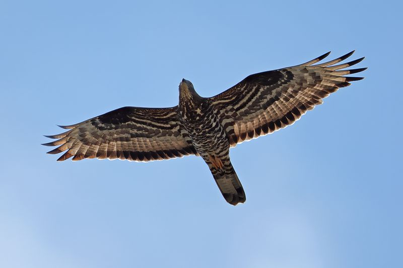 European honey buzzard (Pernis apivorus)