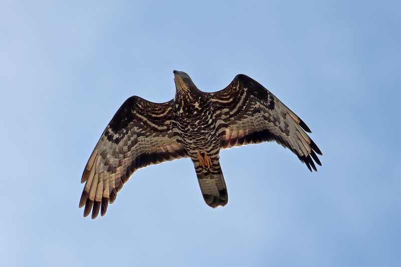 European honey buzzard (Pernis apivorus)