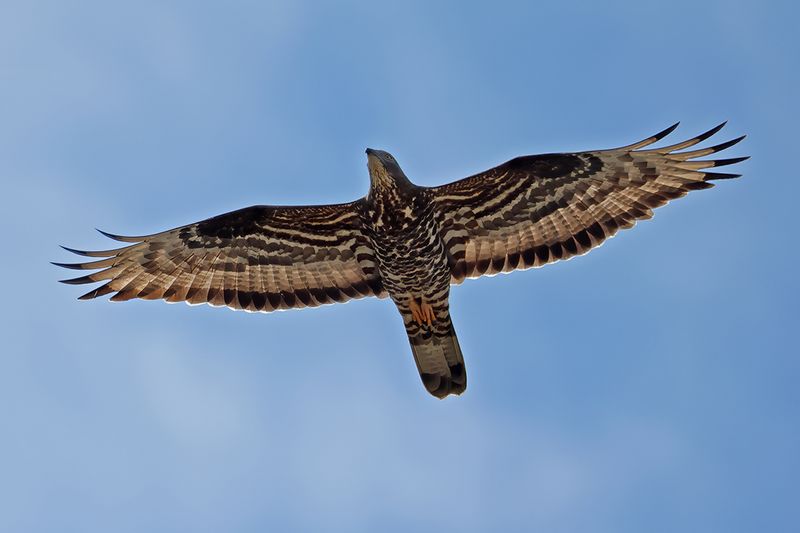 European honey buzzard (Pernis apivorus)
