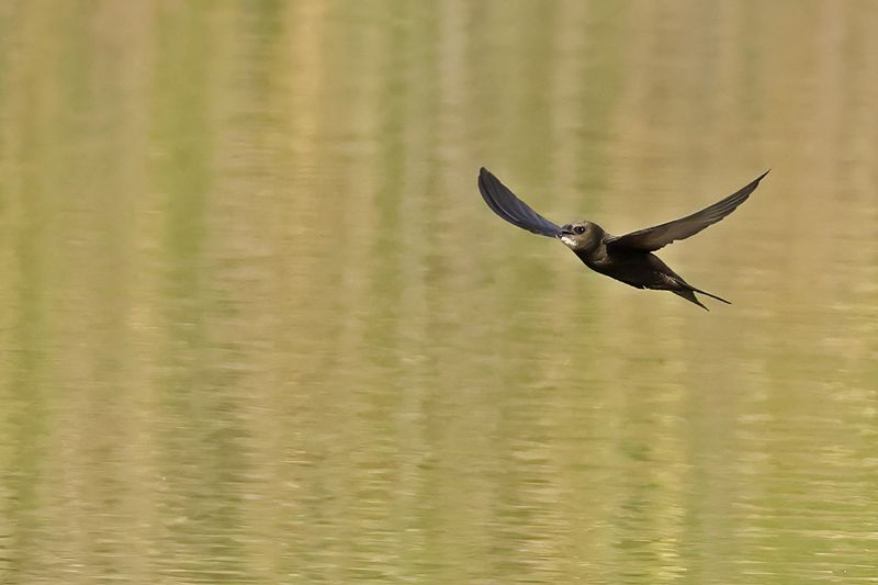 Common Swift (Apus apus) 
