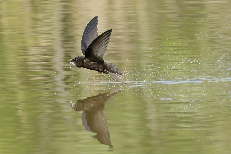 Common Swift (Apus apus) 