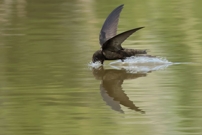 Common Swift (Apus apus) 