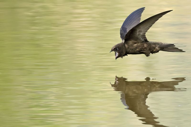 Common Swift (Apus apus) 