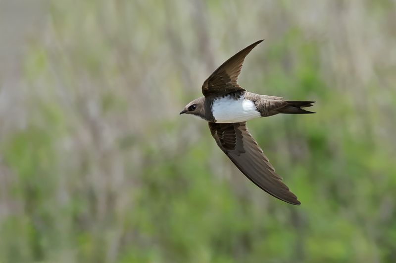 Alpine Swift (Tachymarptis melba)