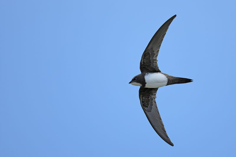 Alpine Swift (Tachymarptis melba)