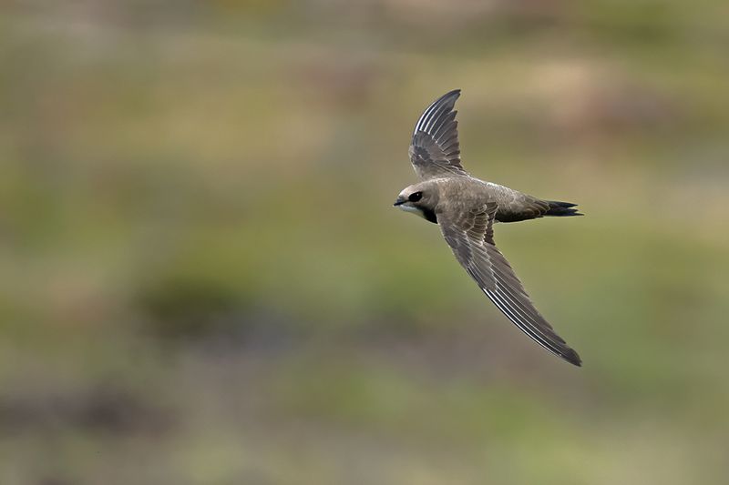 Alpine Swift (Tachymarptis melba)