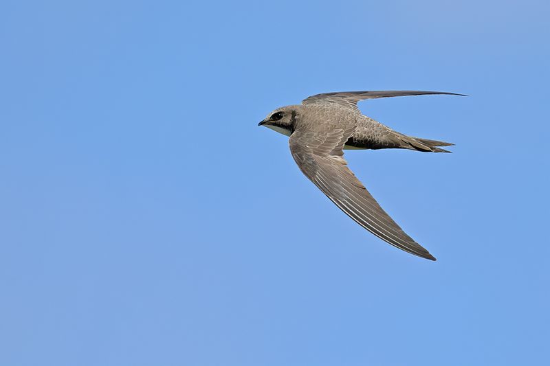 Alpine Swift (Tachymarptis melba)