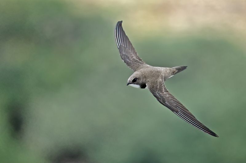 Alpine Swift (Tachymarptis melba)