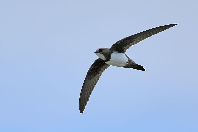 Alpine Swift (Tachymarptis melba)