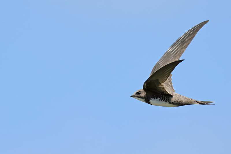 Alpine Swift (Tachymarptis melba)