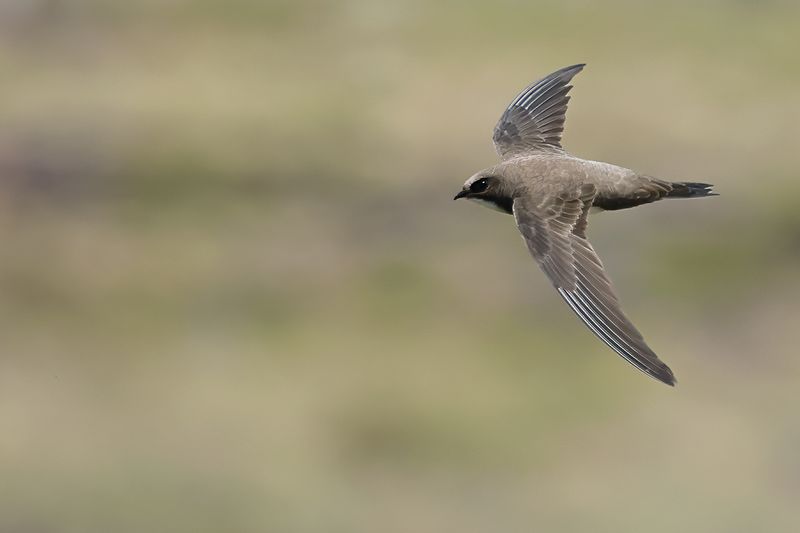 Alpine Swift (Tachymarptis melba)