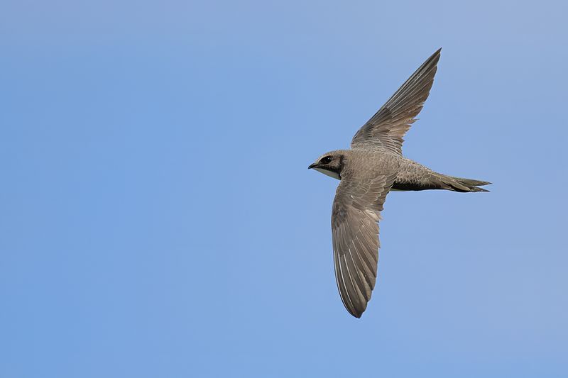 Alpine Swift (Tachymarptis melba)