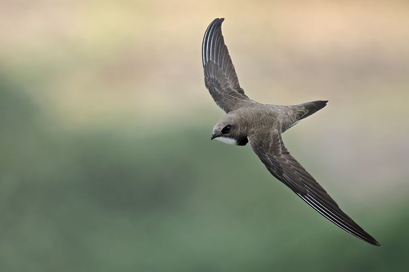 Swifts